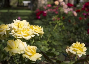 Las rosas del Rosedal enloquecen al mundo