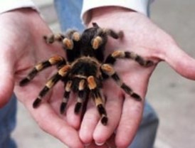 Detienen a un hombre por enviar tarántulas por correo