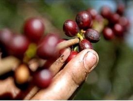 Las exportaciones del café latinoamericano subieron en un 3,7%