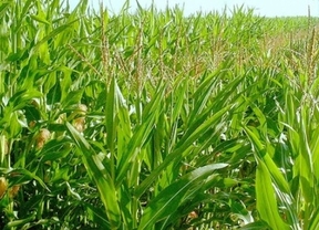 Liberan en China el primer embarque de maíz argentino