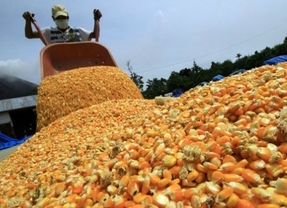 El Gobierno autorizó exportaciones de trigo y maíz