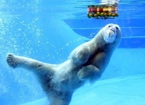 Murió el oso polar del zoológico de Buenos Aires 