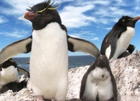 Liberaron en el Día del Animal 20 pingüinos rescatados