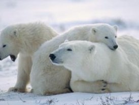 Osos polares en Alaska ahora tienen una zona de hábitat protegido