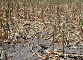 Alarmante sequía despierta reclamos y malos pronósticos de cosecha