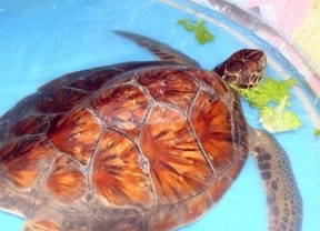Abandonan una tortuga marina en las puertas del zoológico