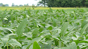 Los precios de la soja se mantendrán firmes en 2012