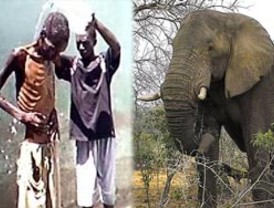 Alimentarán a presos de Zimbabue con carne de elefante