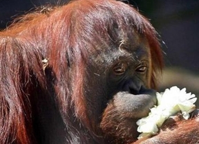 La orangutana Sandra tendrá su abogado en la causa penal por malos tratos en el Zoo porteño