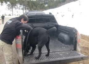 Gracias al perro Facundo, descubren 129 kilos de marihuana en Neuquén