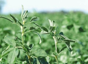 Argentina le venderá alfalfa a China