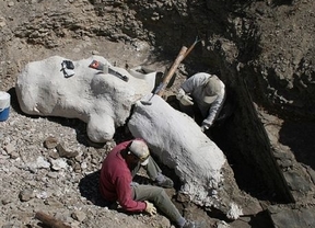Hallan restos de un dinosaurio de 100 millones de años 