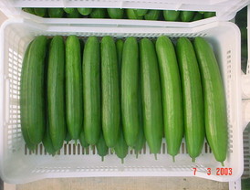 Clara Aguilera ve 'precipitadas y desacertadas' las palabras de la senadora alemana sobre el brote de 'E.coli' en pepinos