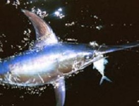 Andalucía lamenta que la CE no contemple la petición de España para aumentar la protección del pez espada
