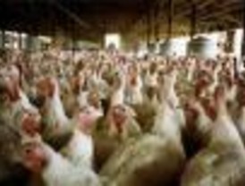 El sector avícola promociona la carne de pollo con viñetas de ilustradores gráficos