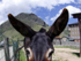 “Un catalán apadrina a otro”, campaña para salvar al burro catalán