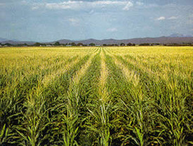 Producción de maíz en nuestro país crecería 3 por ciento en 2011