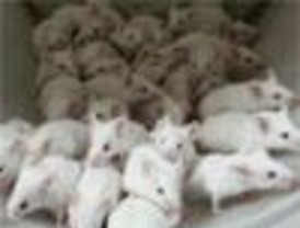 Los ratones crean células madre