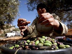 Detectan el antioxidante del aceite de oliva que previene males cardíacos
