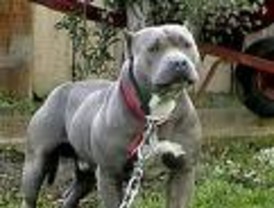 Niño muerde a Pit bull