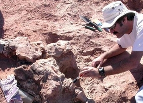 Descubren en Neuquén una nueva especie de dinosaurio herbívoro