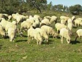 Una de cada cuatro granjas de ovino de la Región cerró sus puertas en los últimos cuatro años