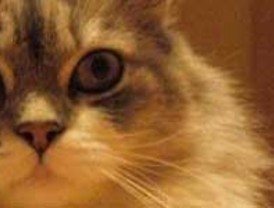 Evidencia científica para las 'siete vidas' del gato