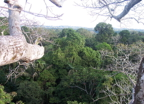 Crearán un observatorio para protección de la Amazonía