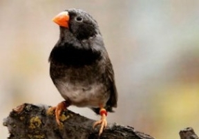 Una investigación argentina sobre el canto de pájaros entre las mejores del 2013