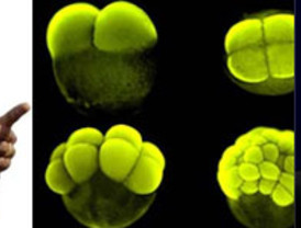 Obama deja investigar con células madre embrionarias