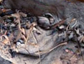 Encuentran el zapato de piel más antiguo del mundo: tiene 5.500 años