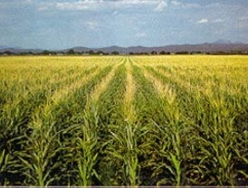 Lluvias afectan las actividades económicas