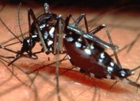 Confirman el primer caso de dengue autóctono en Ciudad de Buenos Aires