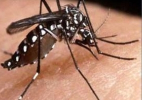 Recomiendan tomar precauciones para evitar casos de dengue