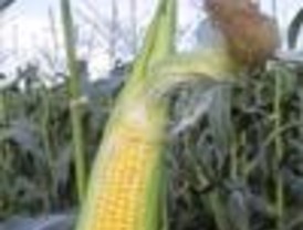 Los tortilleros acuerdan importar maíz para evitar intermediarios