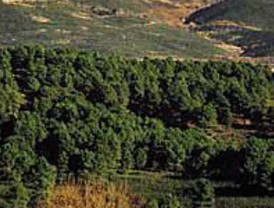 El nordeste de Castilla y León presenta uno de los índices 'más elevados' de vegetación del país