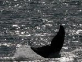 Preocupa la alta mortandad en crías de ballena austral