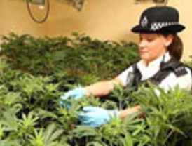 Investigadores de Cannabinoides piden que se diferencie el uso terapéutico y el recreativo al debatir su autorización