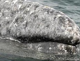 Ecologistas denuncian que la Comisión Ballenera planea legalizar la caza de ballenas