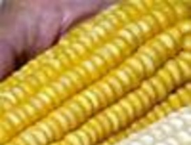 Empresarios piden la liberación del maíz transgénico en México