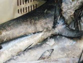 Inmovilizan más de 100 Kgs. de pez espada en Alcantarilla