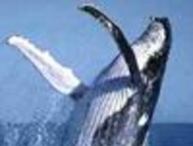 Chile anuncia ley de protección 'indefinida' para las ballenas