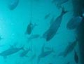 El Instituto de Investigación Tropical Smithsonian de Panamá presentó