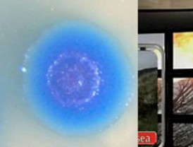 Vida sintética en bacterias. Y ahora... ¿qué?