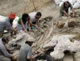 Hallan restos de un dinosaurio en Neuquén