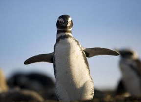 Casi un millón de pingüinos se reúnen en Punta Tombo