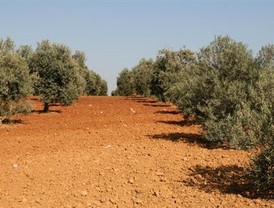 El sector del aceite pedirá este viernes, una vez mas, a Ciolos el almacenamiento privado y actualizar los precios de activación