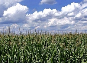 El gobierno autorizó la exportación adicional de 400.000 toneladas de trigo y 500.000 de maíz
