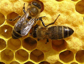 El programa de ayudas a la apicultura contará con un presupuesto de 33 millones de euros