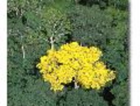 Analizan las propuestas para la reforma de la Ley Forestal